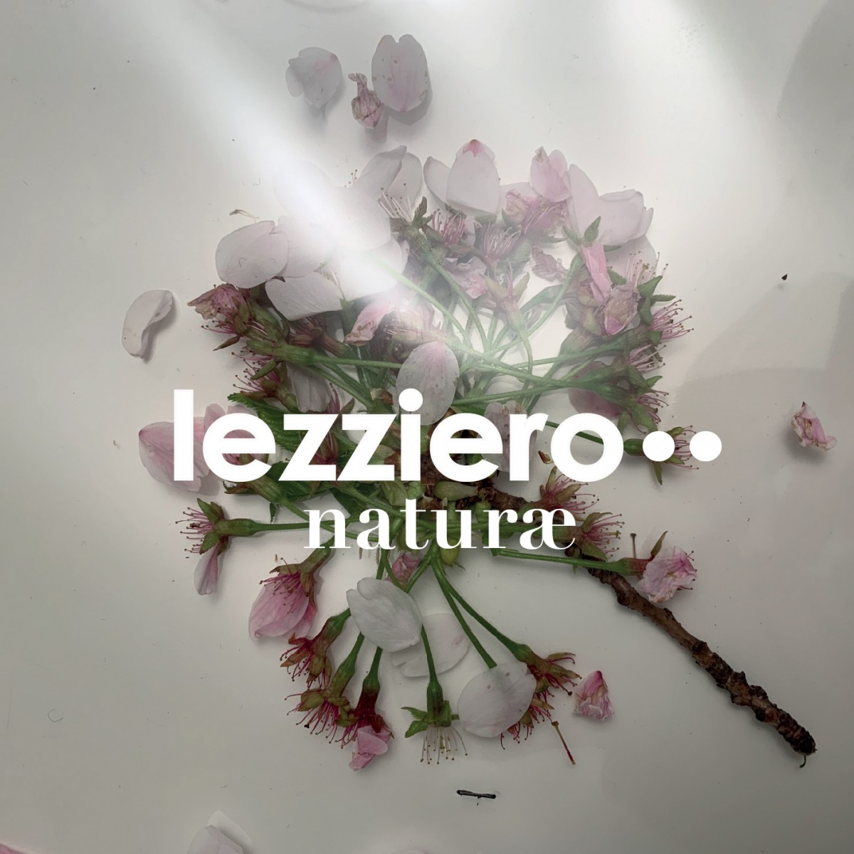 lezziero